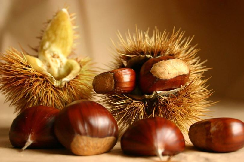 marroni4